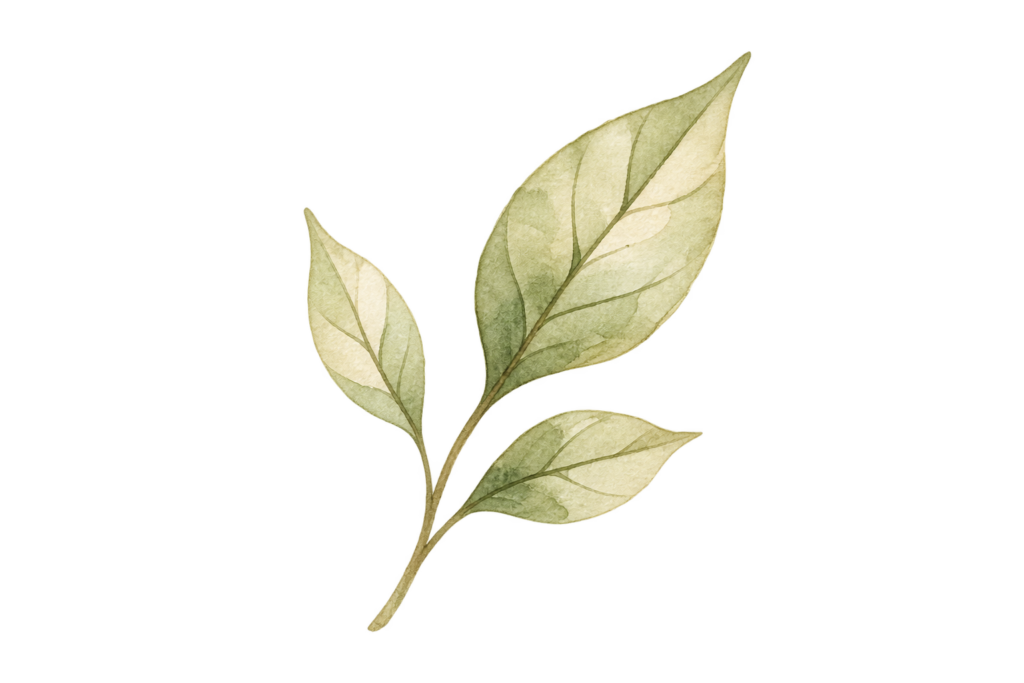 Petite feuille